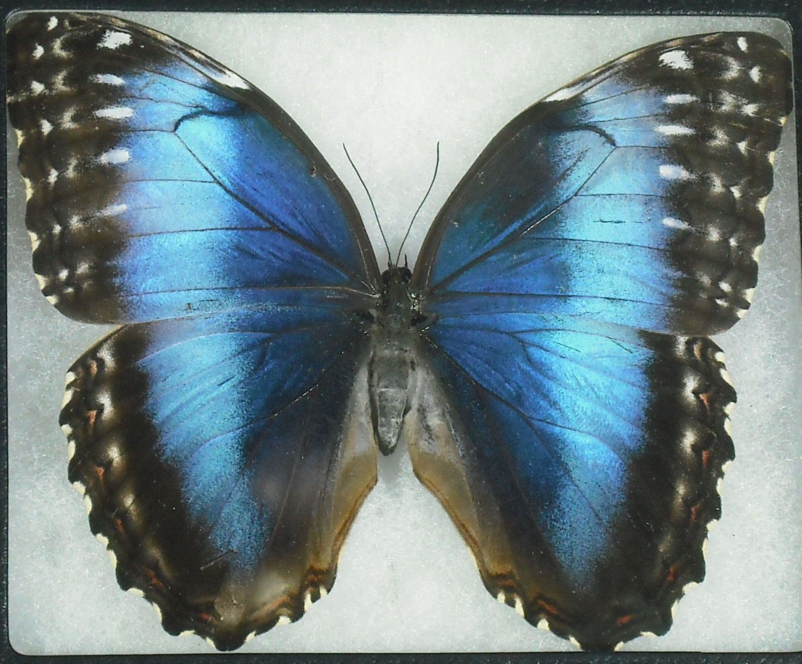 Morpho helenor limpida female (5.5inch aberration) Internet Image property of respective owner, non-commercial use only